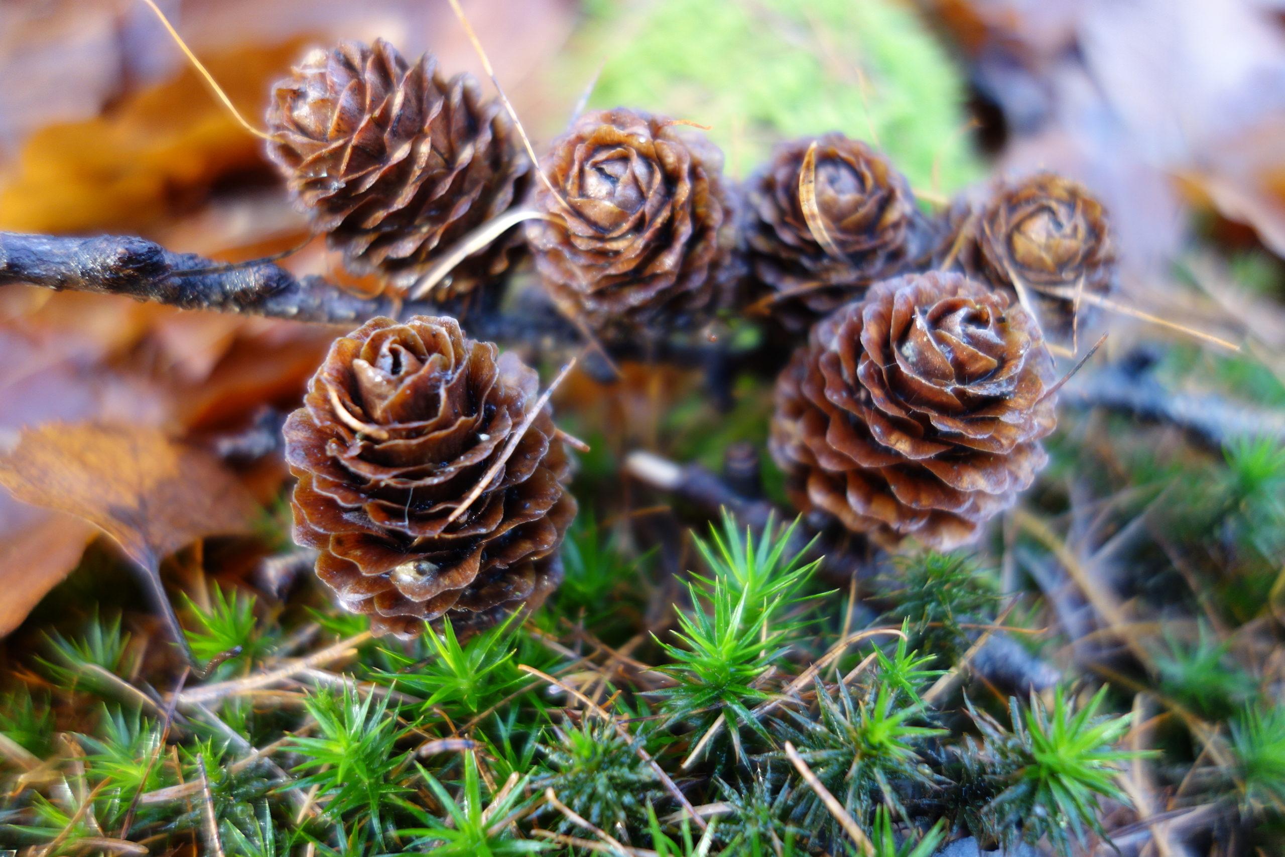 Des pommes de pin sur un tapis de mousse dans les bois