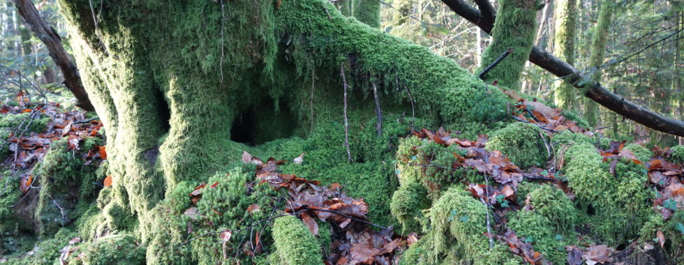 Un tronc d'arbre couvert de mousse verte et de feuilles mortes