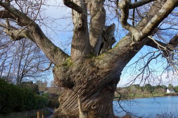 A-very-old-chestnut-tree