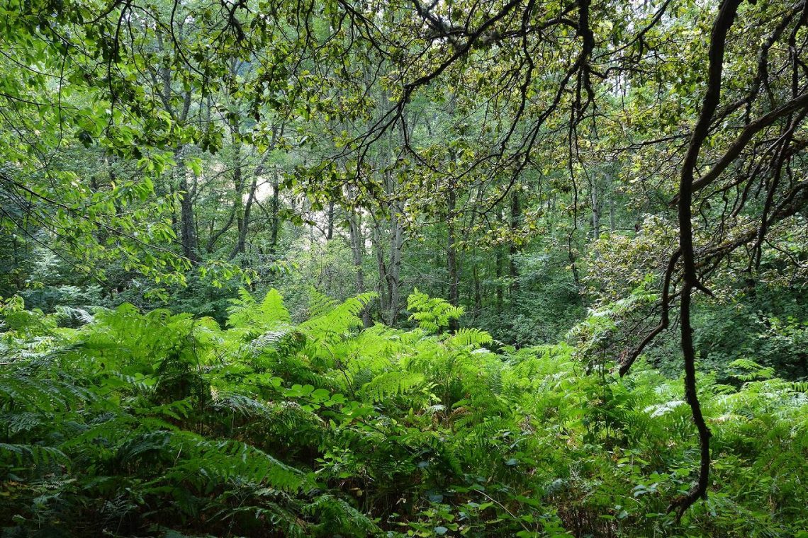 Bathing-oneself-in the-forest-to-feel energized