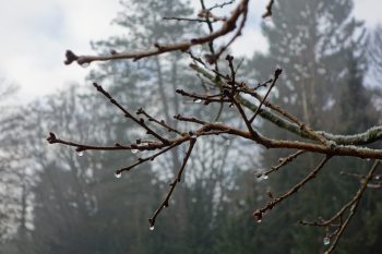 bourgeons sur une branche