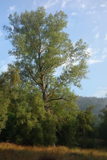 Les-arbres-nous-apprennent-à-ralentir