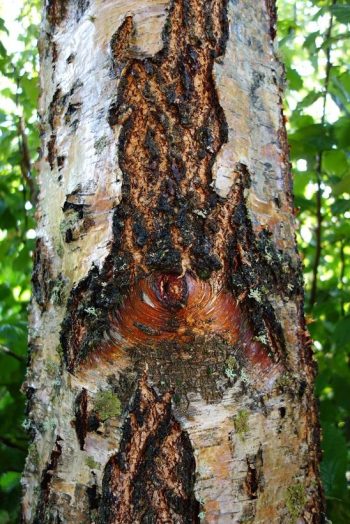 Les-arbres-ont-des-propriétés-bénéfiques-pour-notre-santé