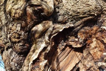 Sentir-l'écorce-d'un-arbre